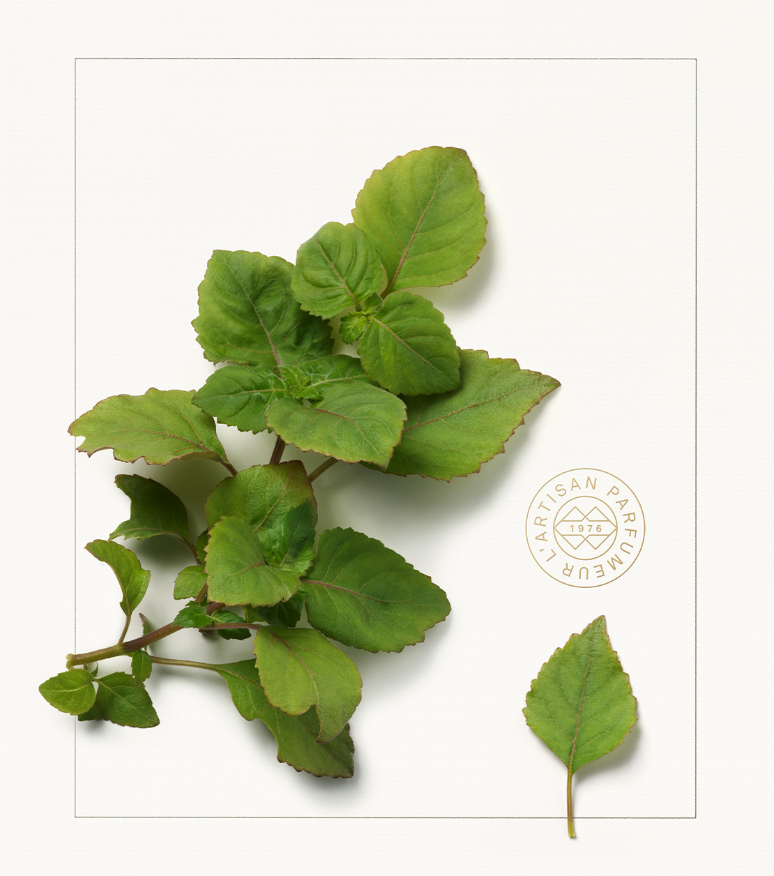 CAROUSEL_03_1110X1256 (5).jpg